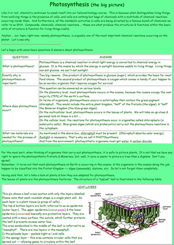 Description of photosynthesis in Comic Sans font with fluorescent green background