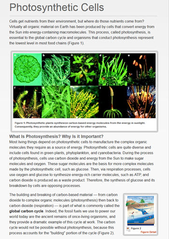 Description of photosynthesis in Arial font with photographic images